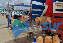 Hasta 800 palmitos de palma real esperan comercializar productores de Chánguena