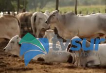 El areteo fue tema en el concejo municipal de Pérez Zeledón