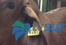 Subasta ganadera en Pérez Zeledón reportó una disminución de más del 60% de animales tras cumplimiento de trazabilidad