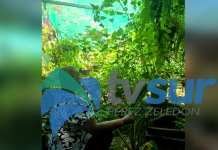 Vecina de Rey Curré encontró en las plantas la terapia para rehabilitarse de un aneurisma