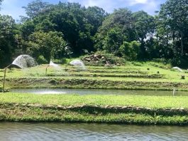 Día de campo fortaleció conocimientos sobre la tilapia en Buenos Aires