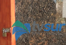 Realizan taller informativo sobre las abejas