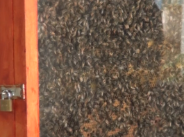 Realizan taller informativo sobre las abejas