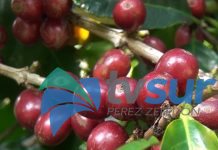 Este viernes 19 de junio se realizará la Asamblea Regional Electoral de Productores de Café