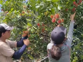 A comer mamones, Ocochobi en Buenos Aires tendrá su primera feria el 5 de julio