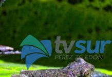 Aparece especie de rana en Pérez Zeledón