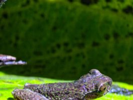 Aparece especie de rana en Pérez Zeledón